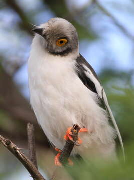 Prionops plumatus (Shaw 1809)的圖片