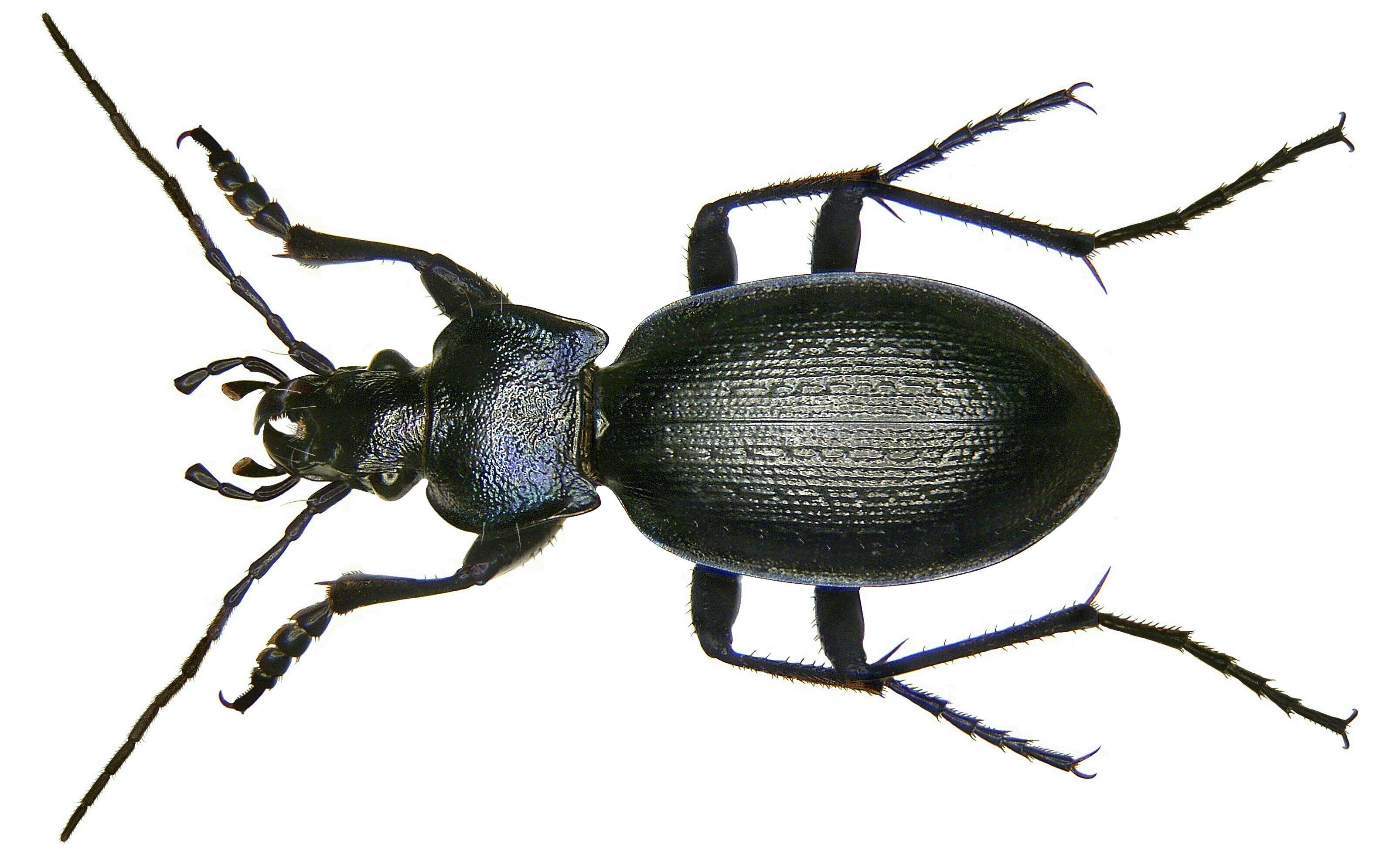 Image of Ridged Violet Ground Beetle