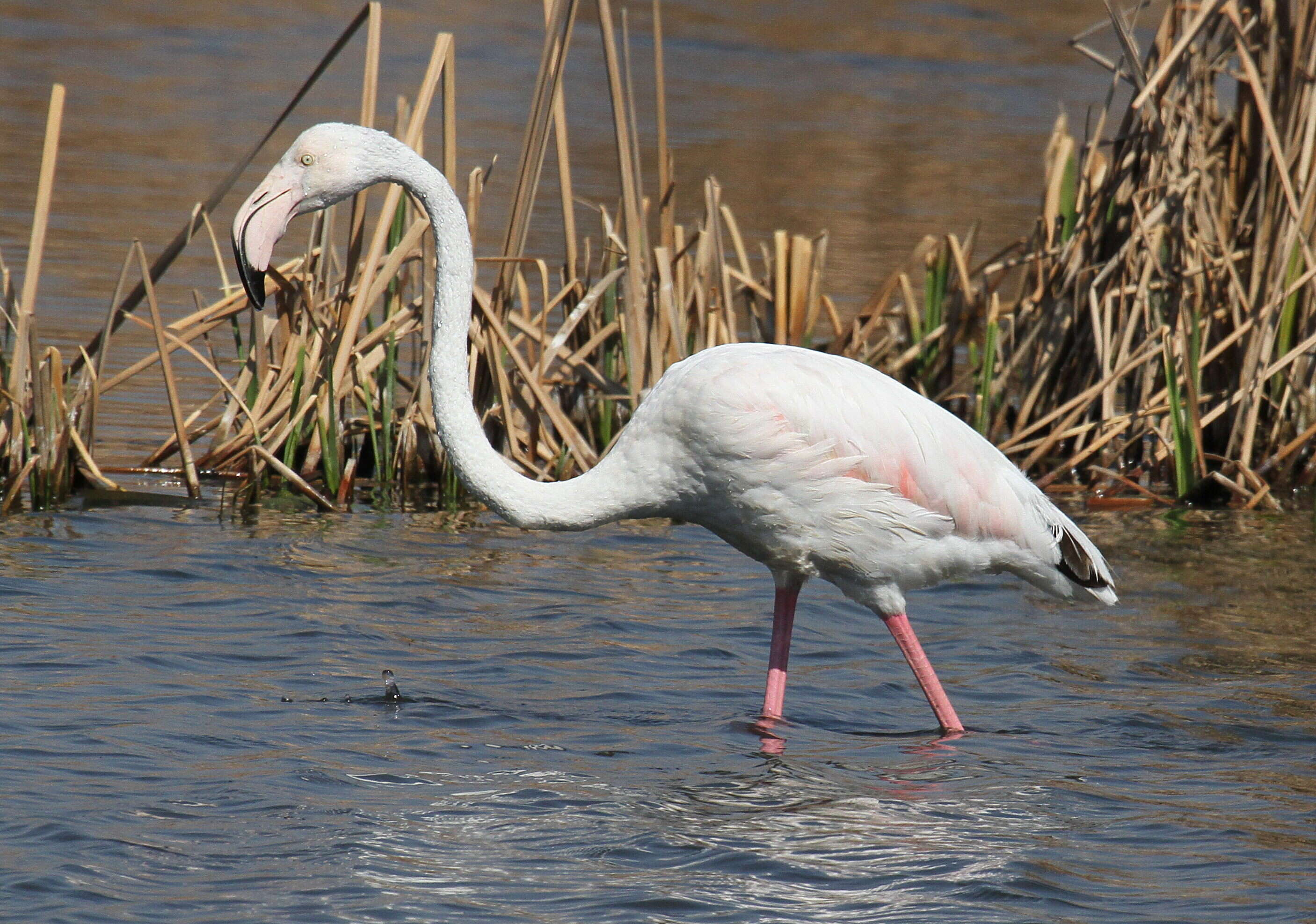 Imagem de Phoenicopterus Linnaeus 1758