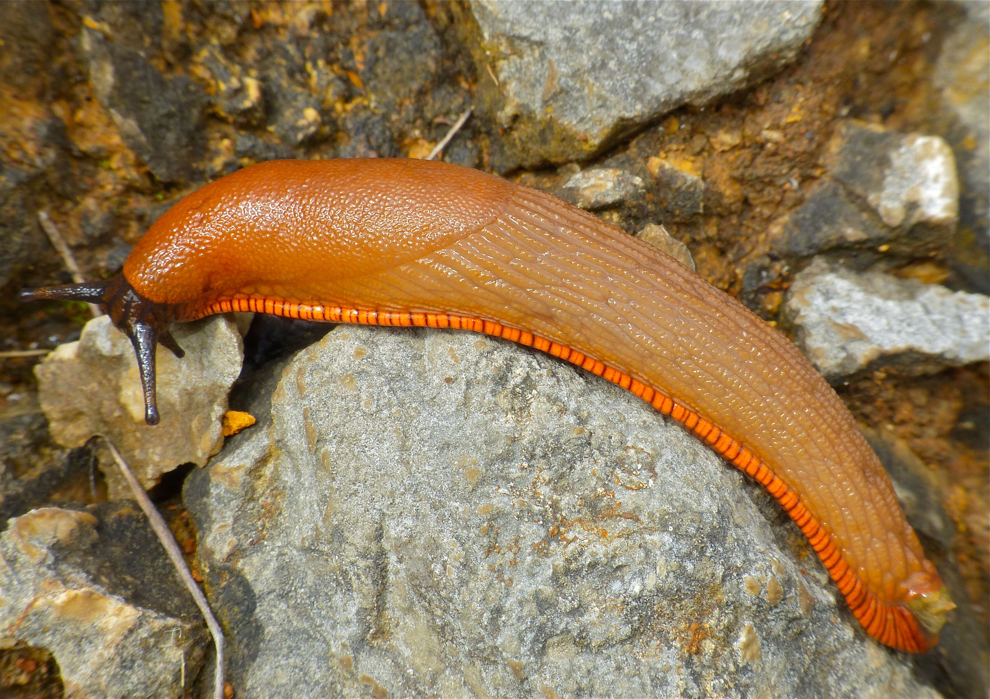 Image of Arionidae