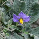صورة Solanum megistacrolobum Bitter