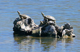 صورة Mauremys leprosa (Schweigger 1812)