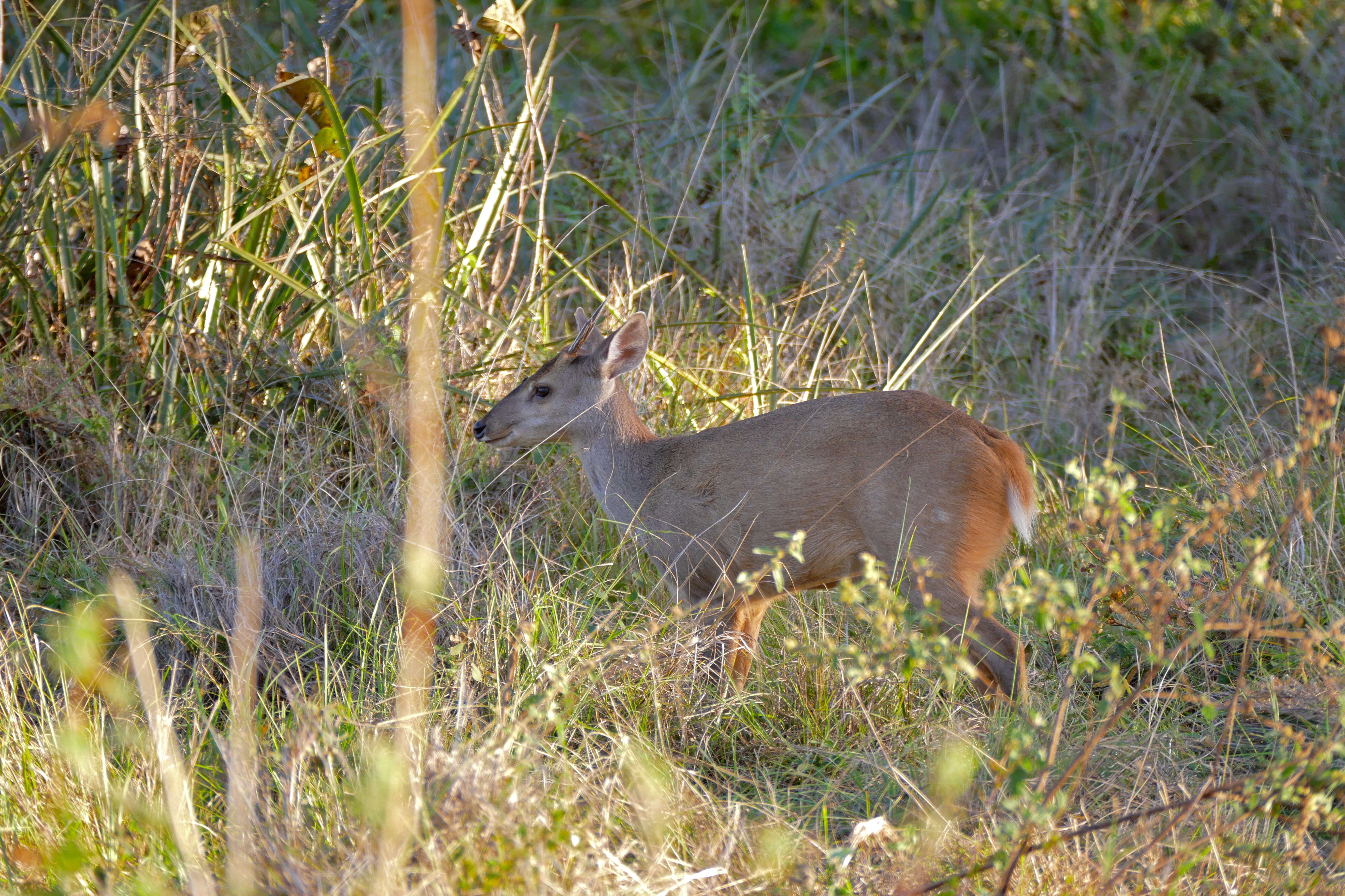 Image of Brocket Deer sp.