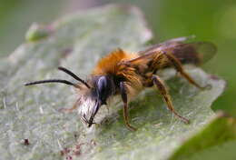 Image of Tawny Mining Bee