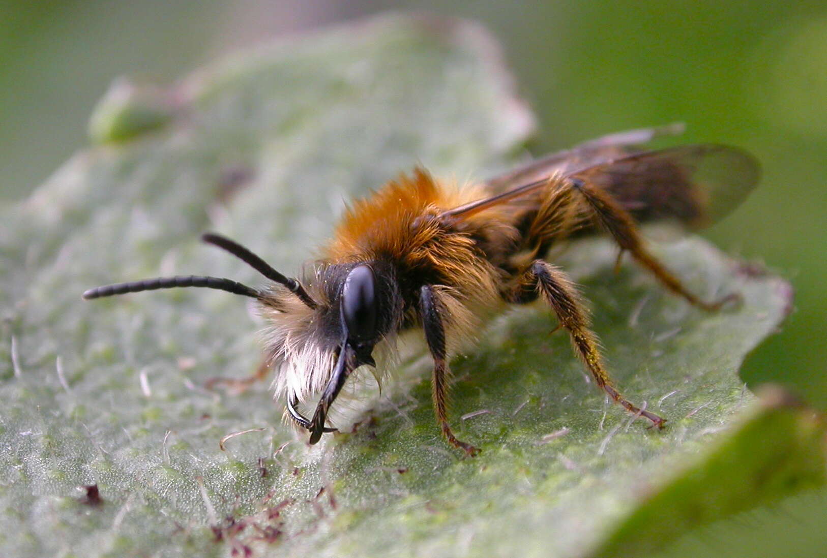 Image of Tawny Mining Bee