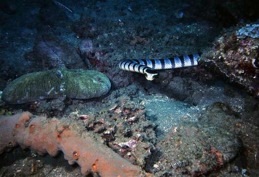 Image of Banded sea krait