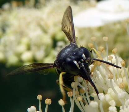 Plancia ëd Bicyrtes quadrifasciatus (Say 1824)