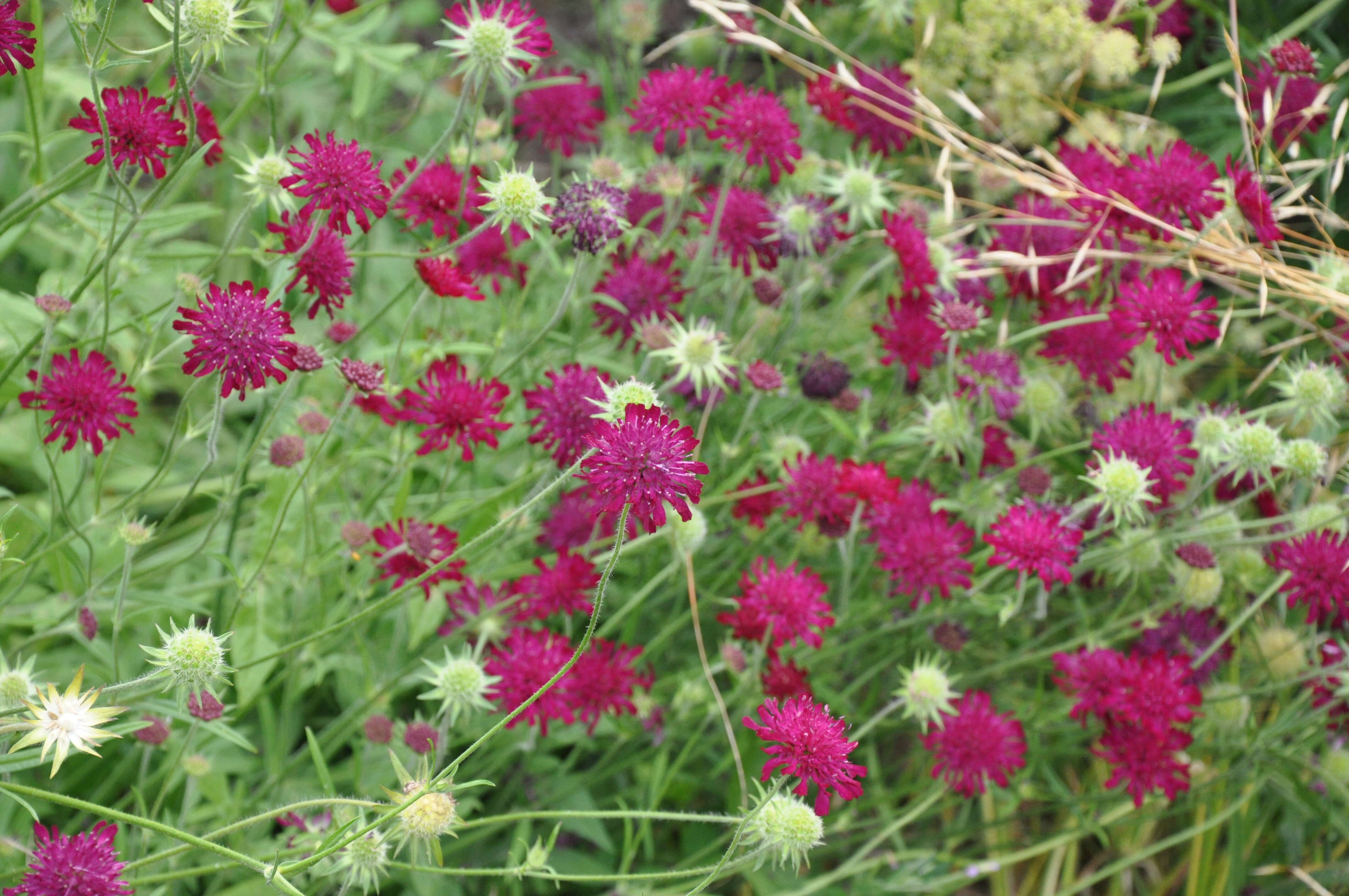 Image of Widow flowers