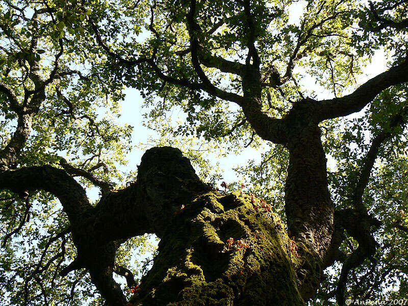 Image of Cork Oak