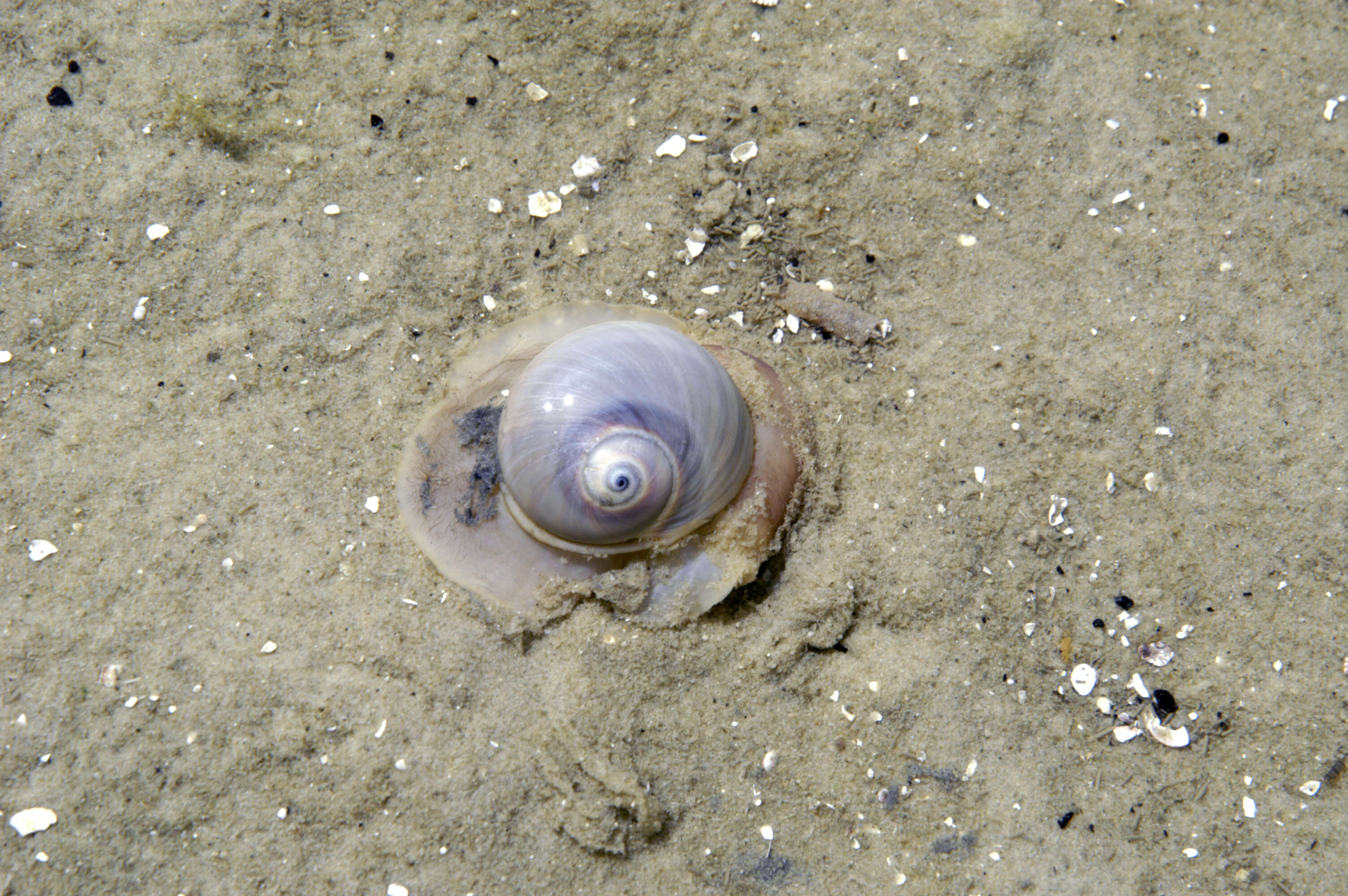 Image of Polinicinae Gray 1847