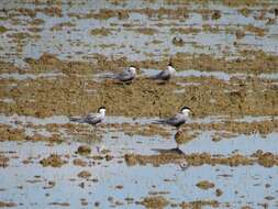 Image of Whiskered Tern