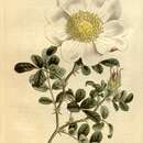 Image of Macartney rose