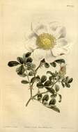 Image of Macartney rose