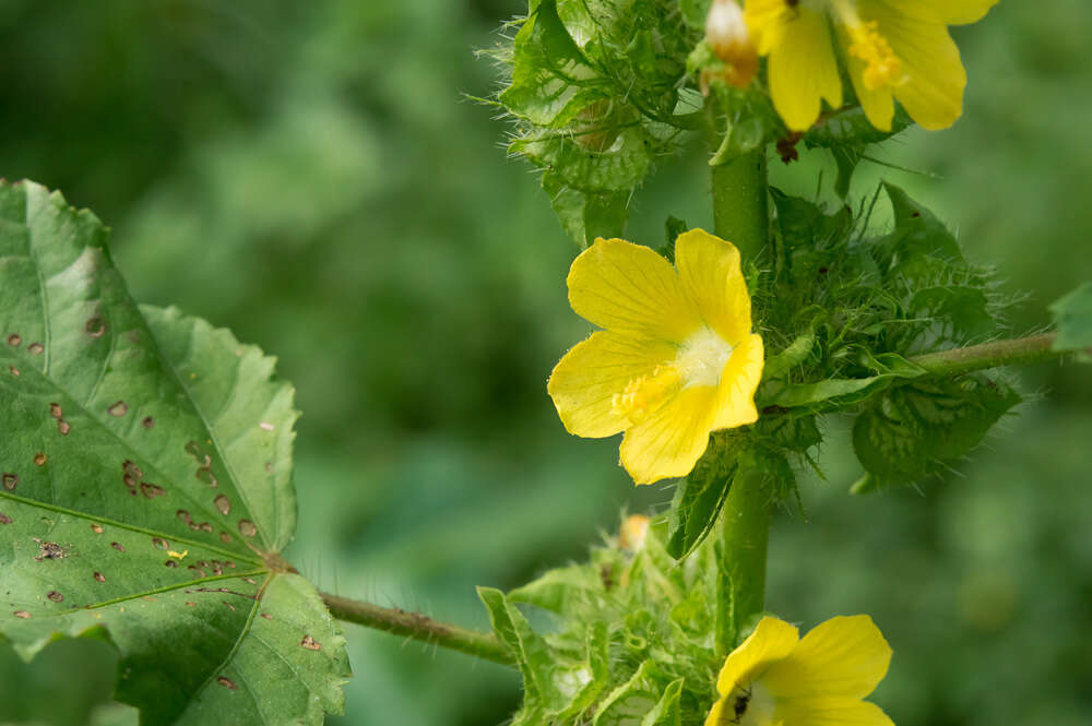 Imagem de Malachra alceifolia Jacq.