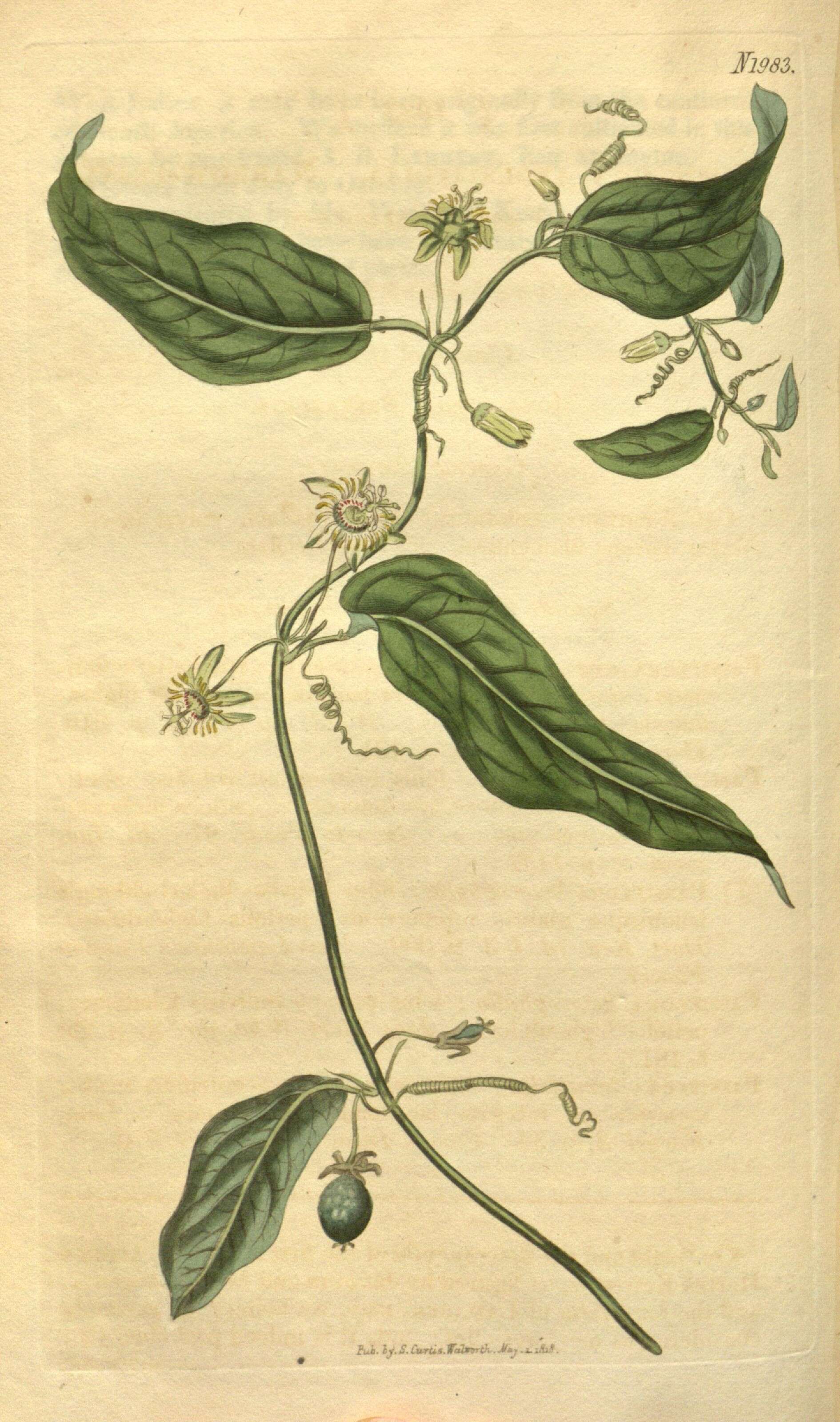 Image of corkystem passionflower