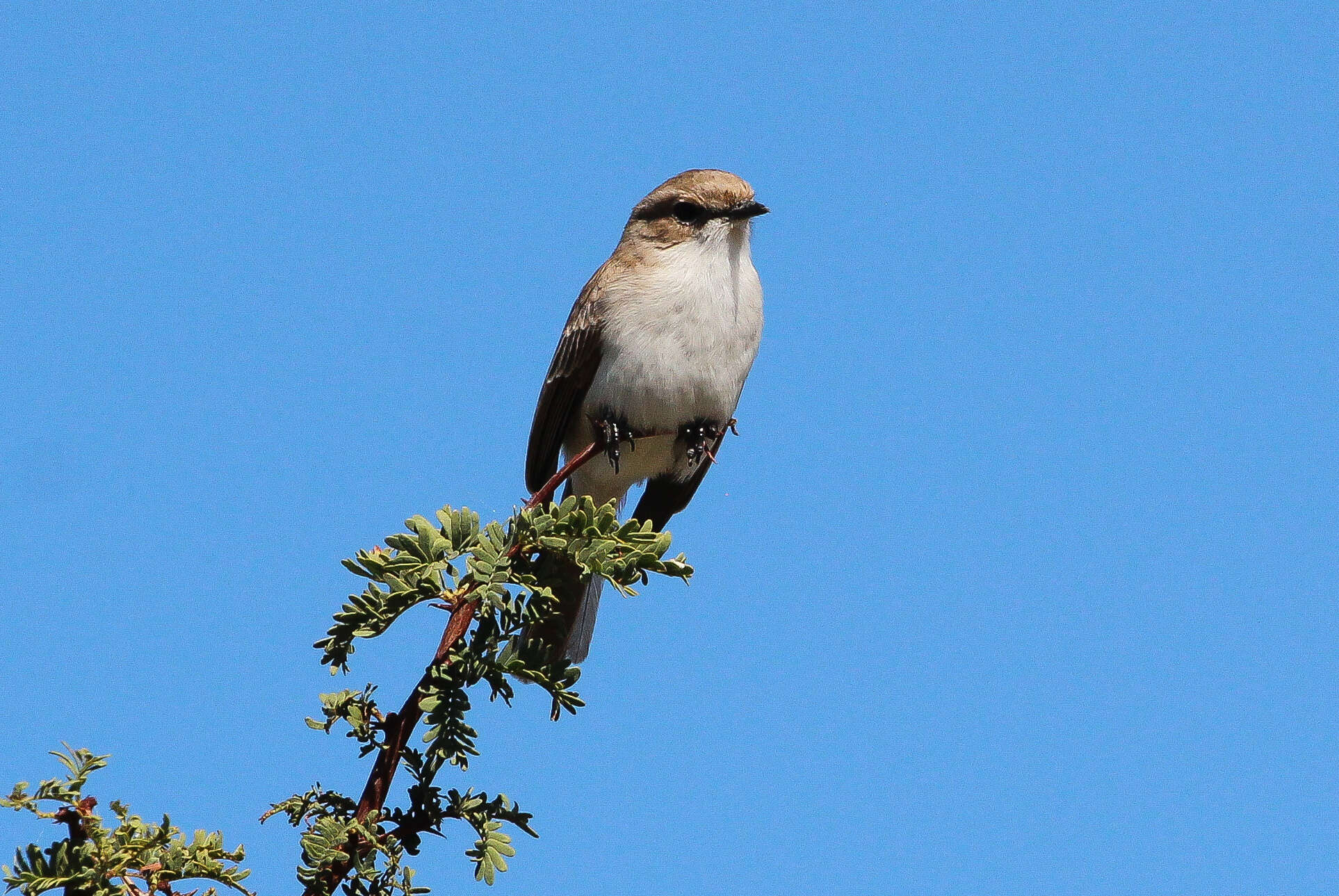 Plancia ëd Melaenornis mariquensis (Smith & A 1847)