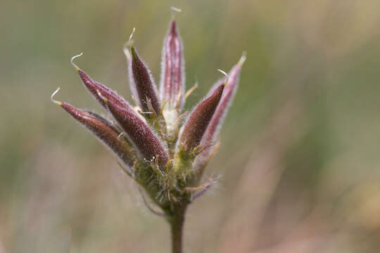 Image of field crazyweed