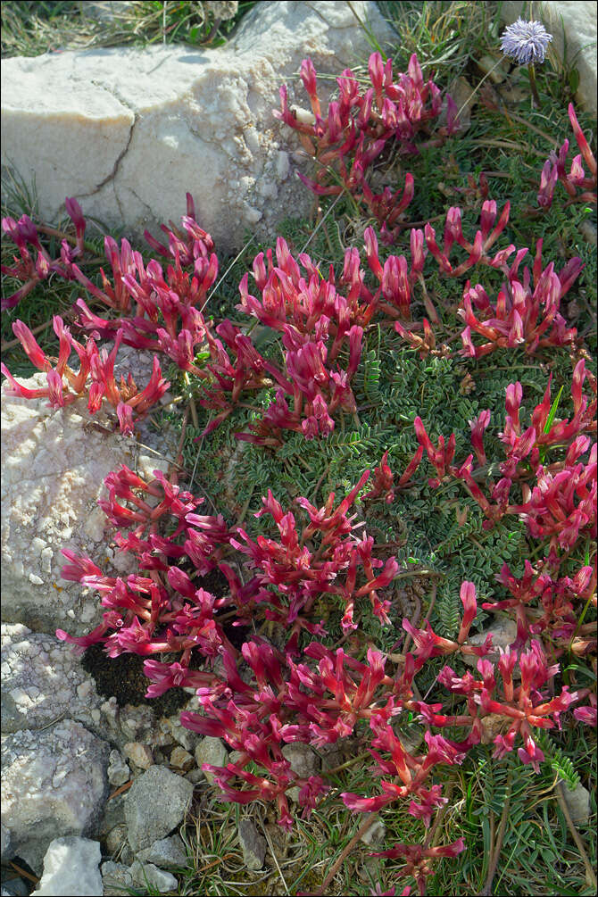 Image of Astragalus monspessulanus subsp. illyricus (Bernh.) Chater