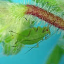 Image of Aphid