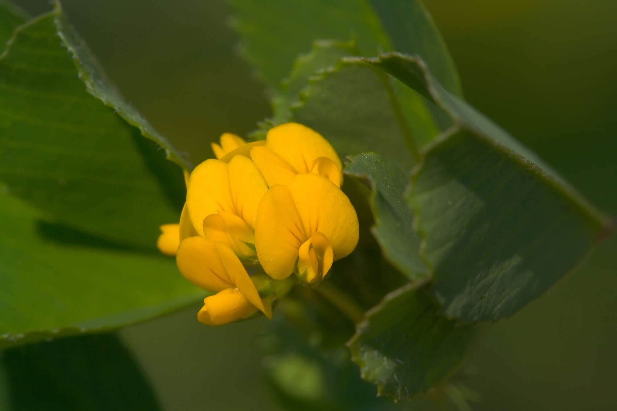 Слика од Medicago littoralis Loisel.