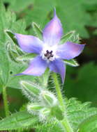 Image of borage