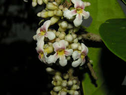 Image of Schlegelia parviflora (Oerst.) Monach.