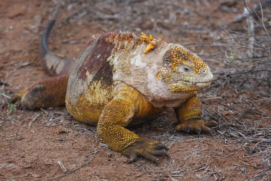 Image of Galapagos Land Iguana