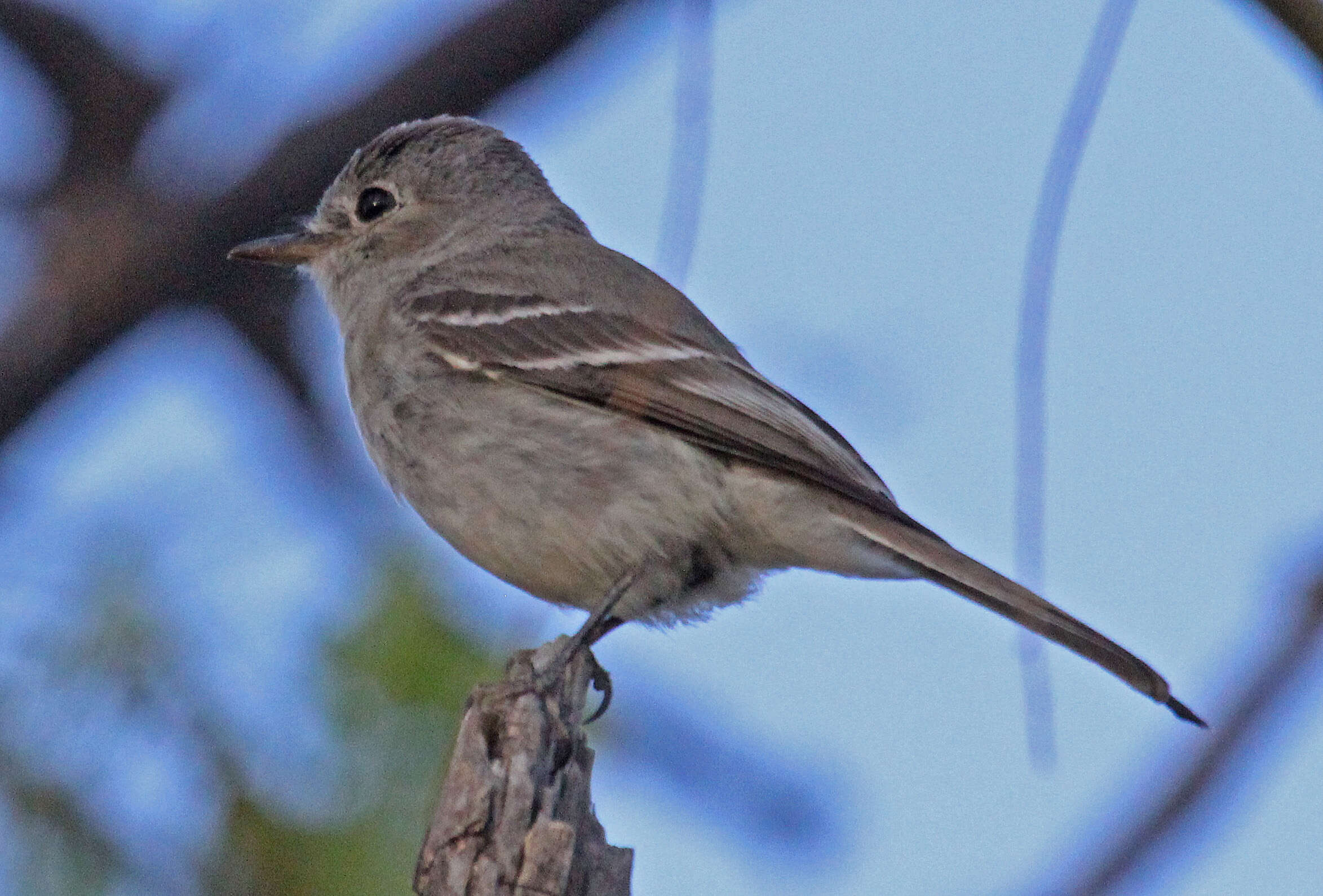 Image of American Grey Flycatcher