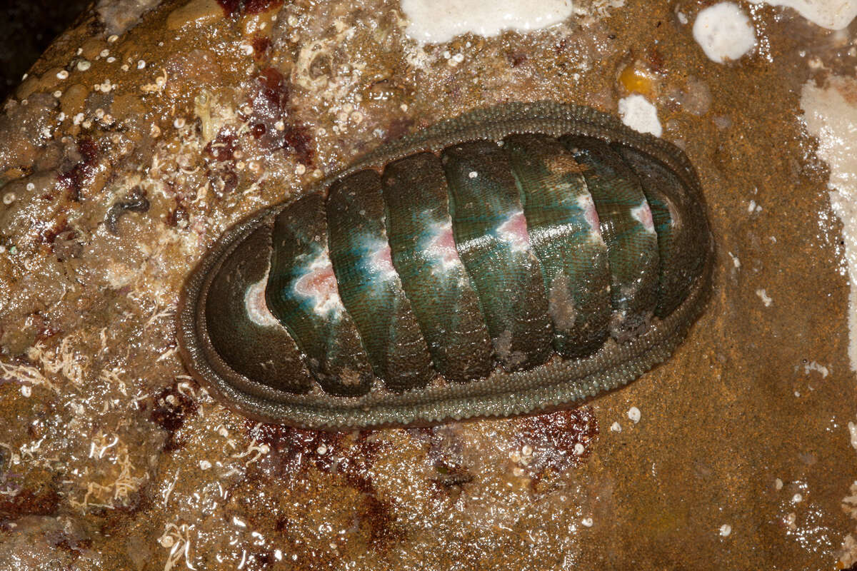 Image of Polyplacophora