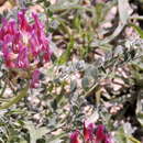 Image of Astragalus incanus L.