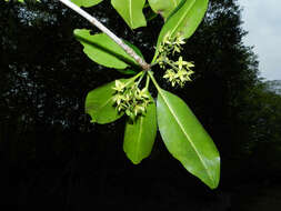 Image of Rhizophora racemosa G. F. W. Meyer