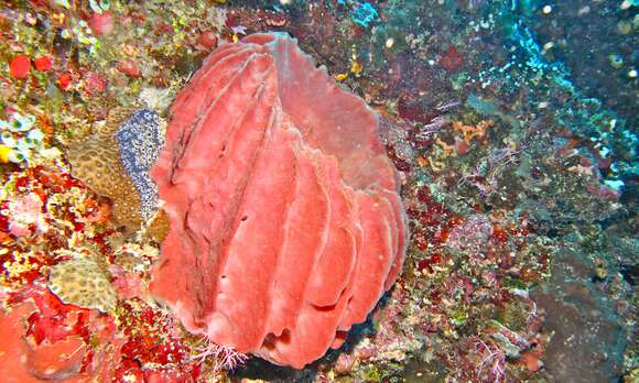 Image of Barrel sponge