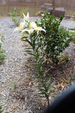 Image of Lilium speciosum Thunb.