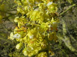 Image of yellow paloverde