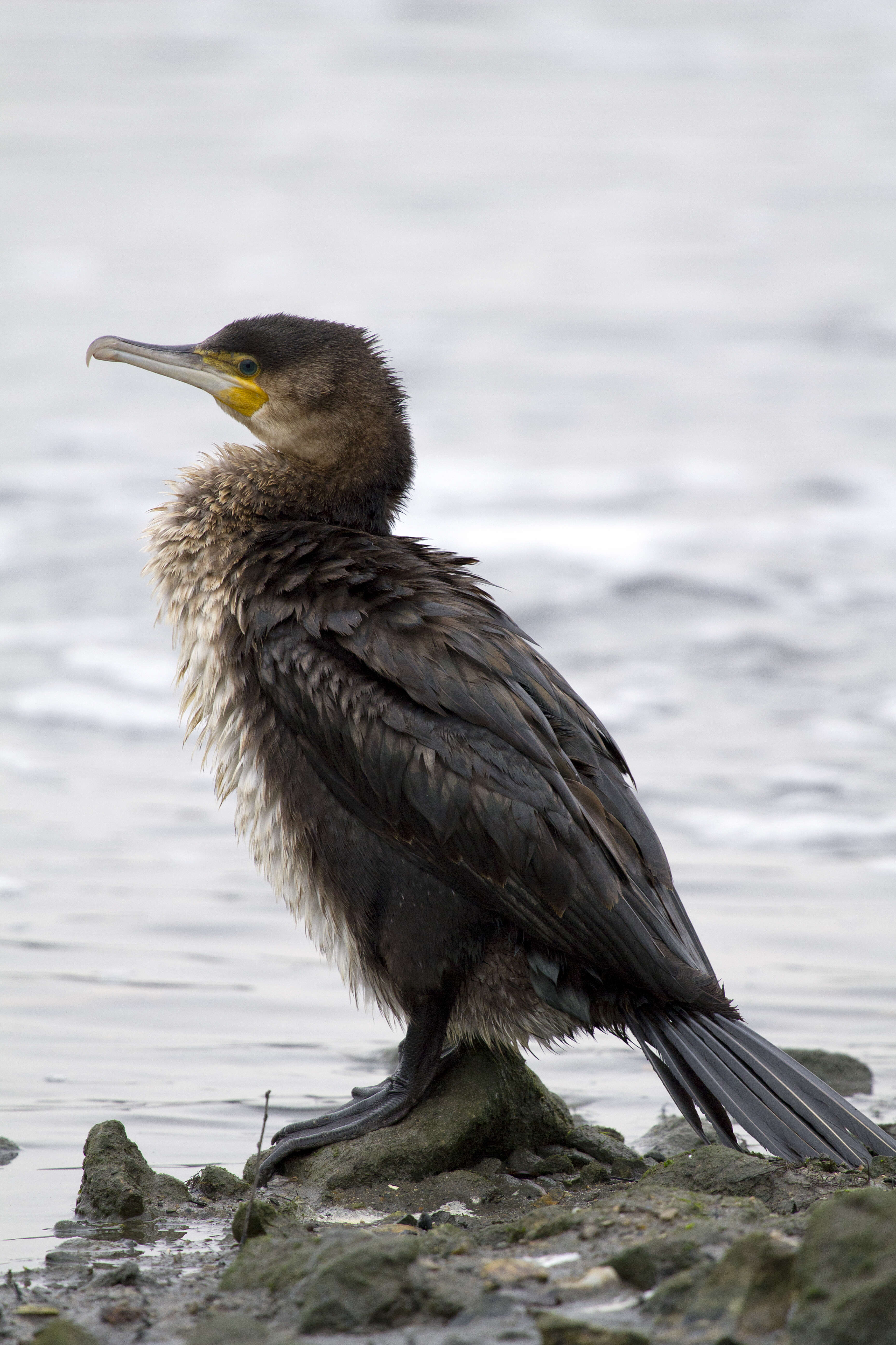 Image of Black Shag