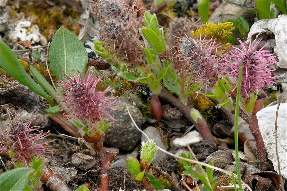 Image of Salix alpina Scop.
