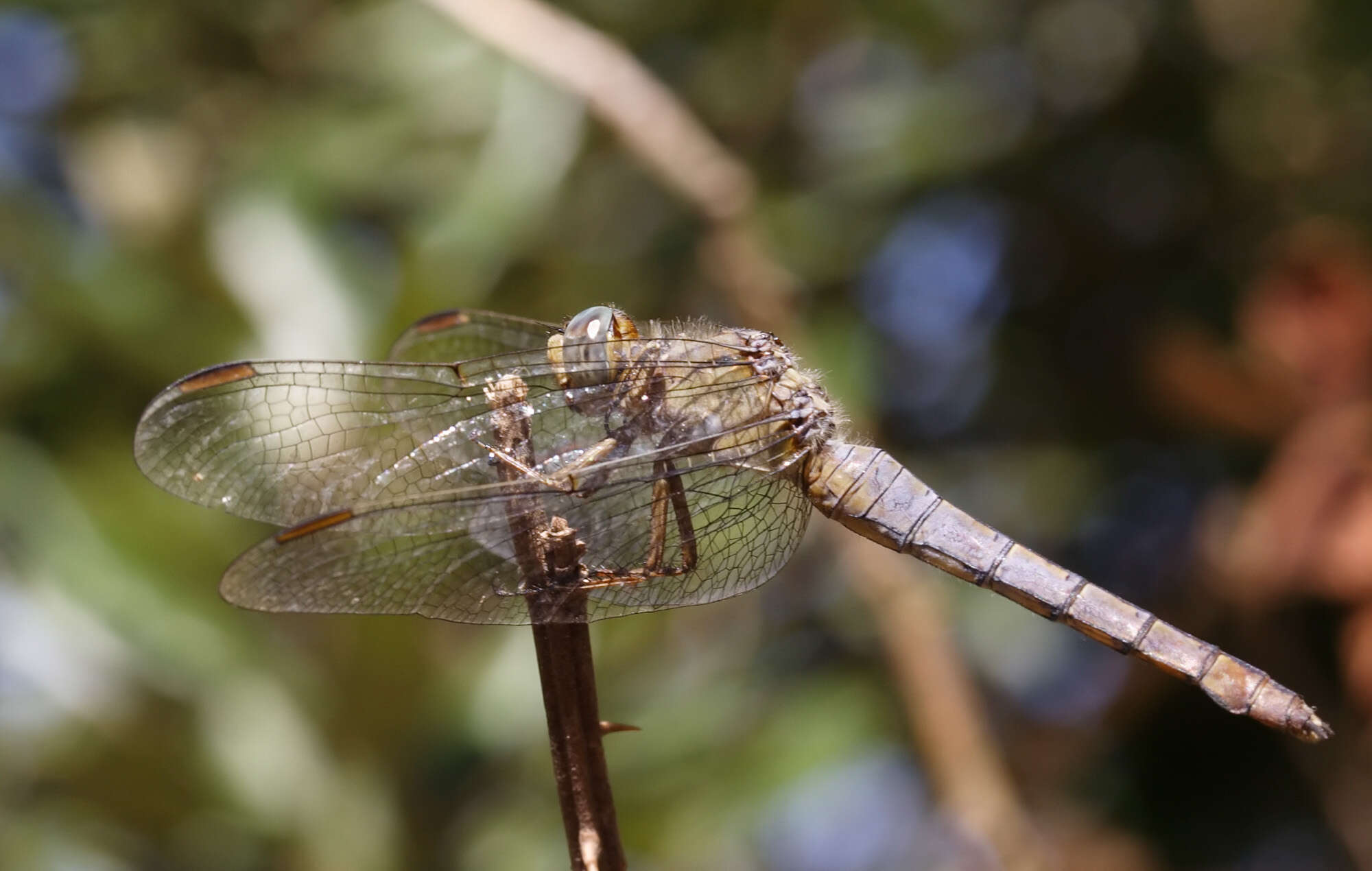 Image of Skimmers (Dragonflies)