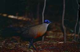 Image of Giant Coua