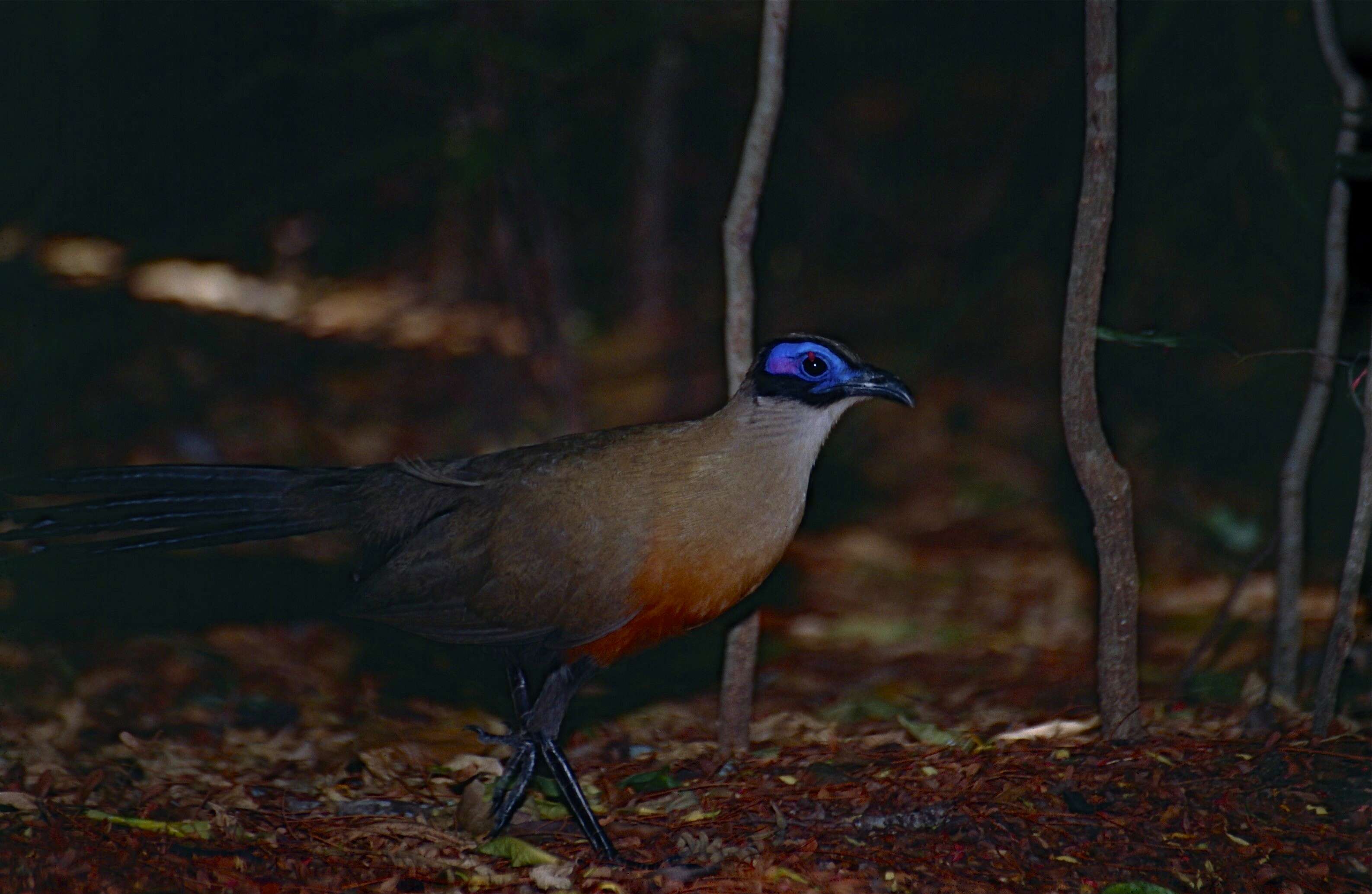 Image of Giant Coua