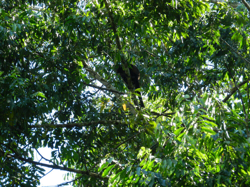 Image of Ecuadorian Mantled Howling Monkey