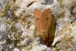 Image of Large Yellow Underwing