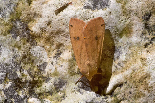 Image of Large Yellow Underwing