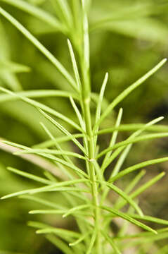 Image of whorled milkweed