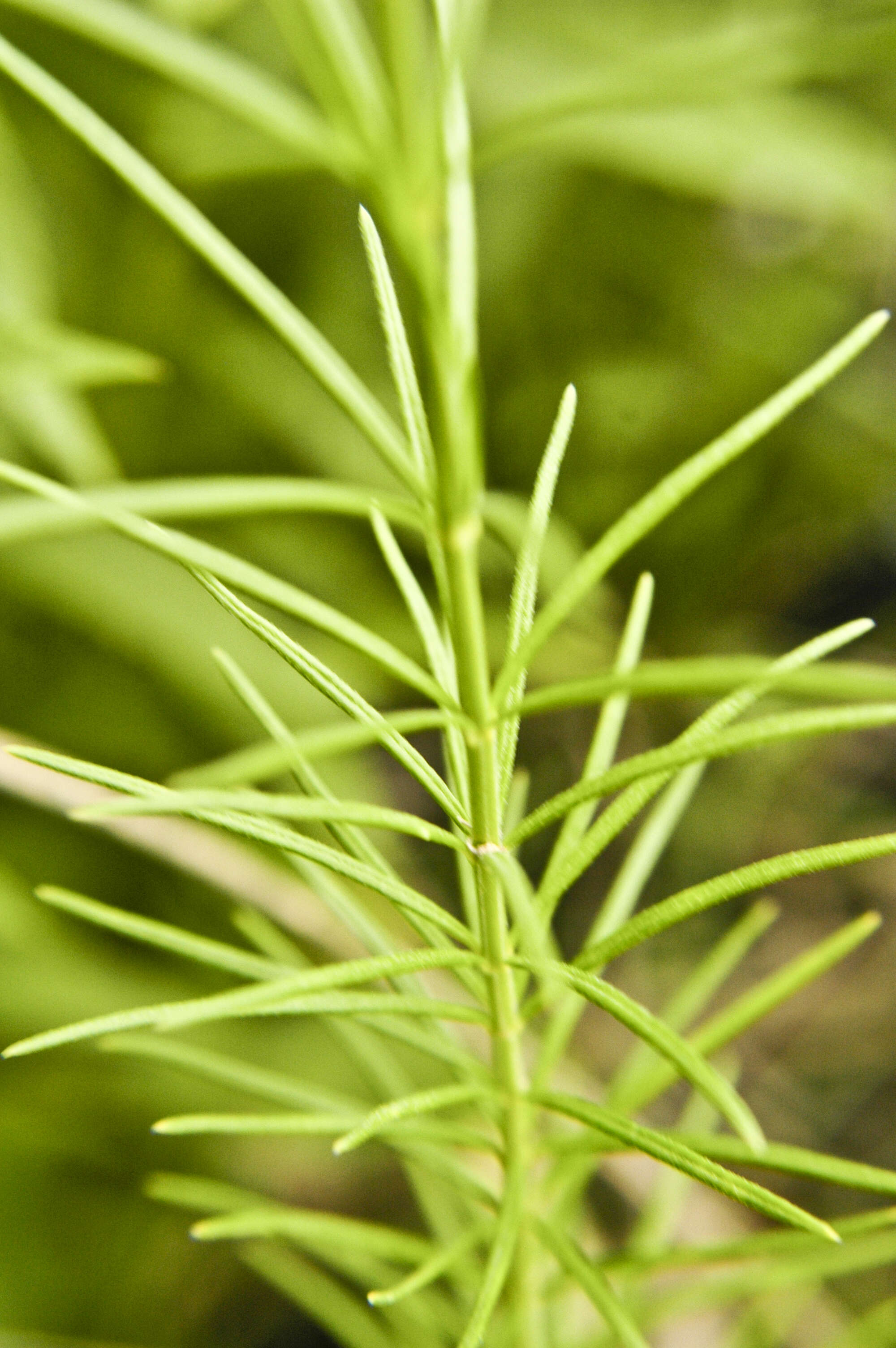 Image of milkweed