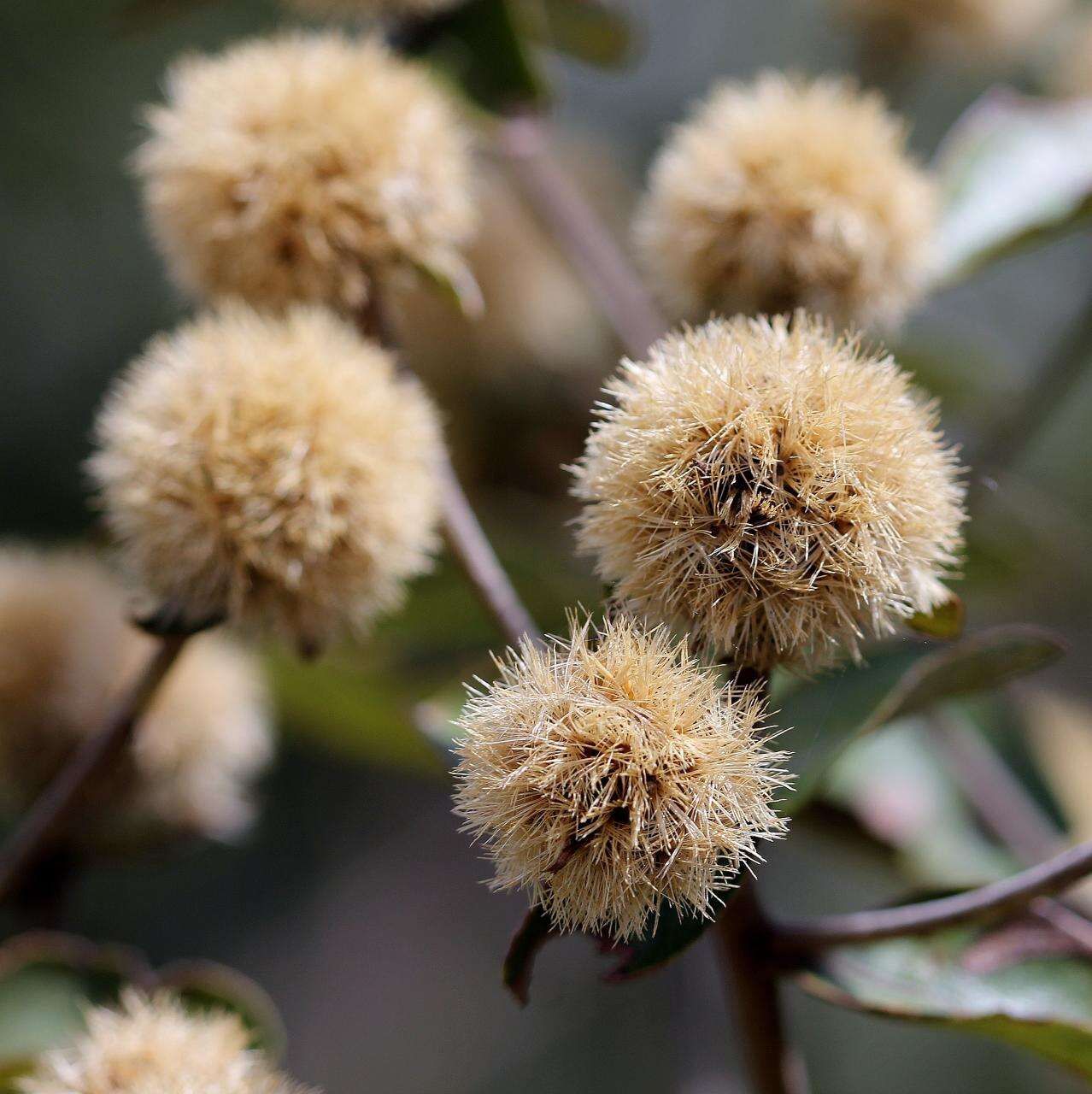 Image of Eremanthus