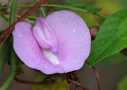 Image of butterfly pea