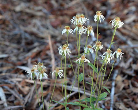 Image of aster