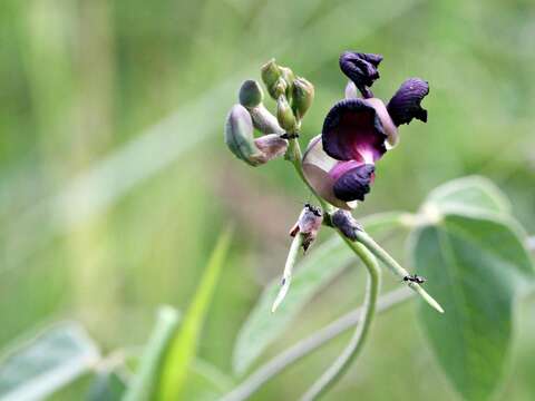 Image of purple bushbean