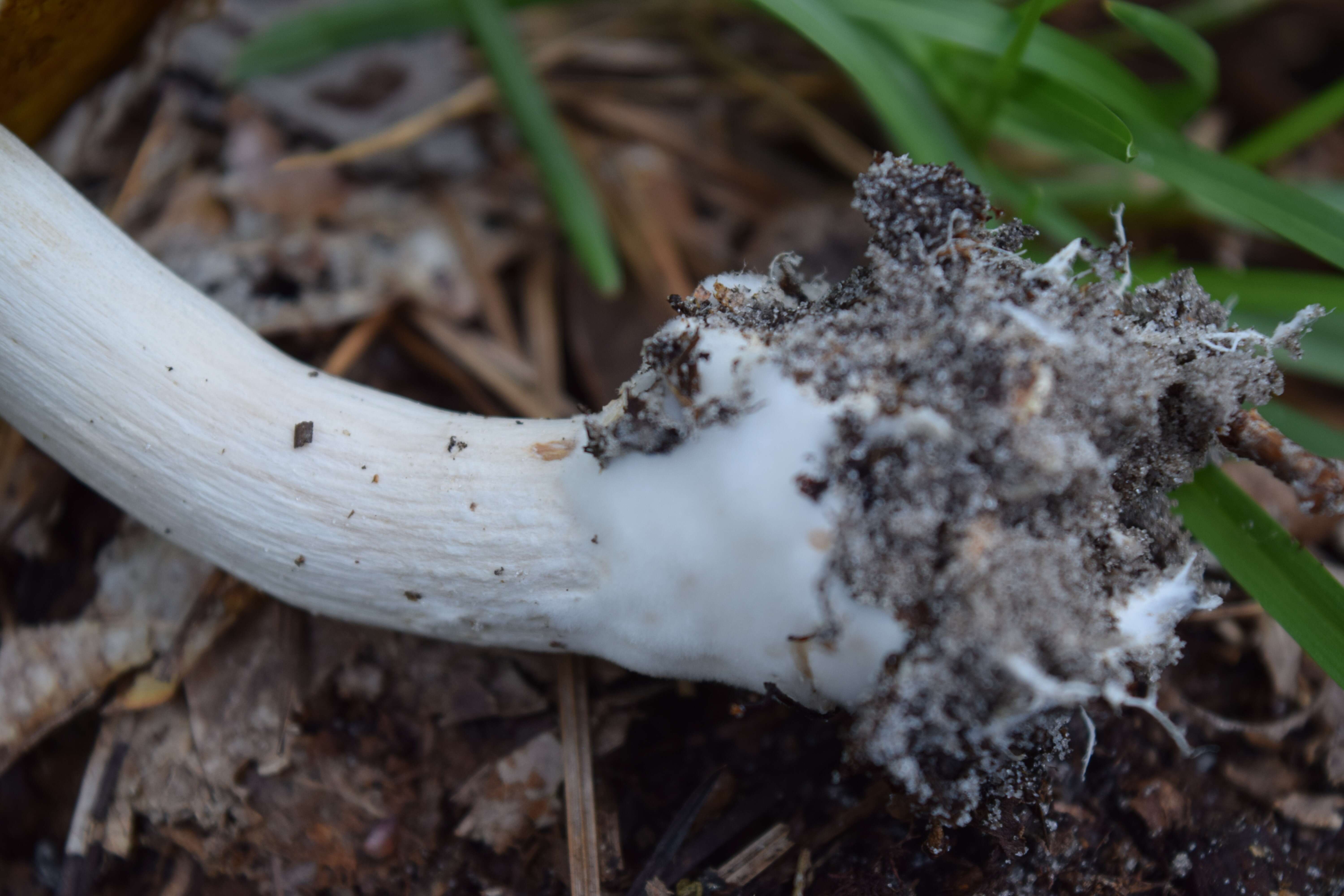 Image of Boletellus