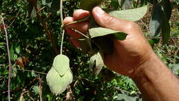 Image of Dalechampia tiliifolia Lam.